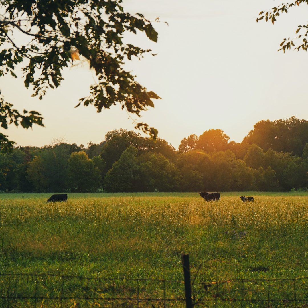 Photo of cows grazing in a field while the sun is rising.